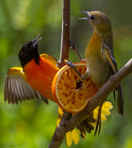 Baltimore Oriole