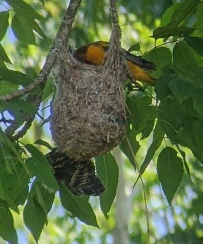 Baltimore Oriole