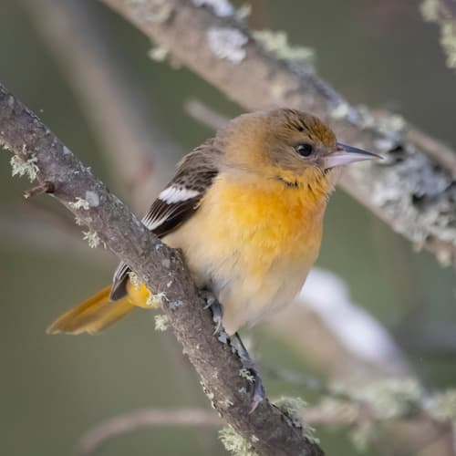 Baltimore Oriole