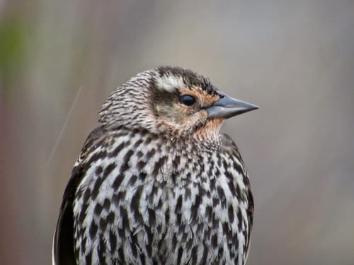 Red-winged Blackbird