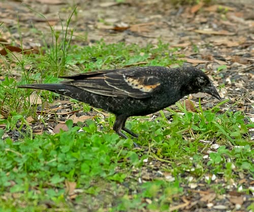 Red-winged Blackbird