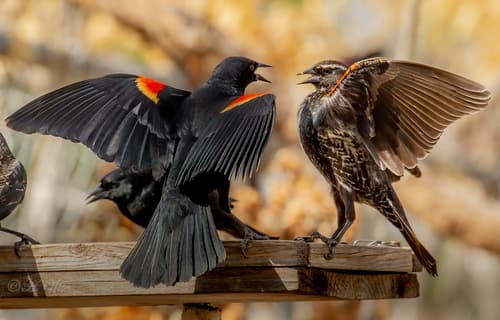 Red-winged Blackbird
