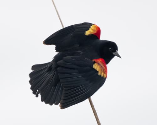 Red-winged Blackbird