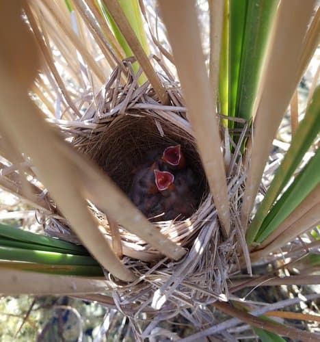Red-winged Blackbird