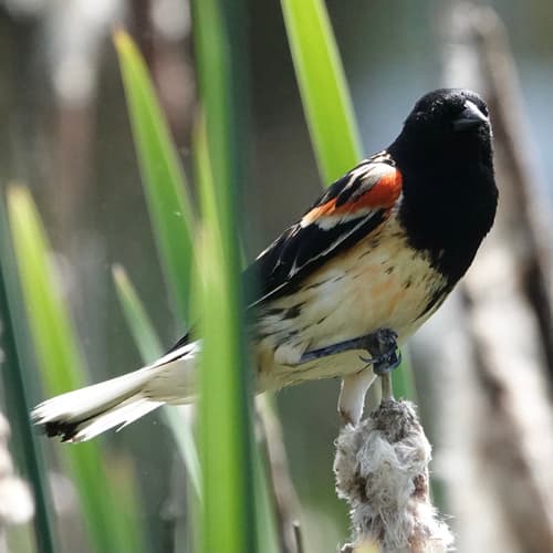 Red-winged Blackbird