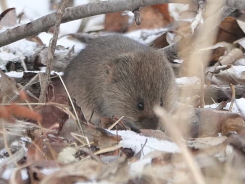 Eastern Meadow Vole