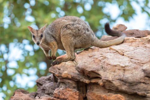 Western Short-eared Rock Wallaby
