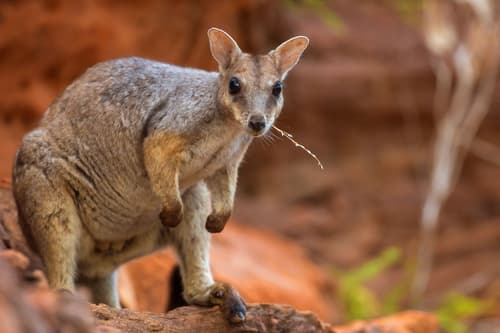 Western Short-eared Rock Wallaby