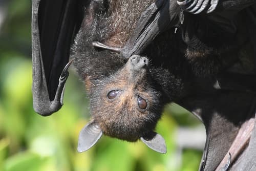 Black Flying-fox
