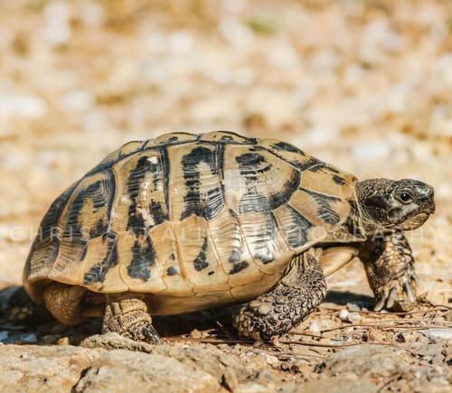 Hermann's Tortoise