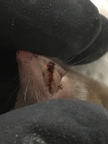 Northern Short-tailed Shrew