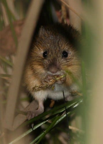 Northern Meadow Jumping Mouse