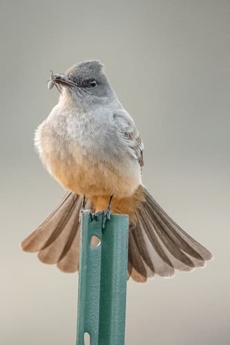 Say's Phoebe