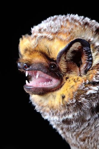 Northern Hoary Bat