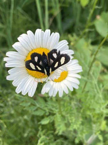 Eight-spotted Forester Moth