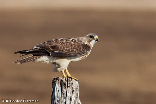 Swainson's Hawk