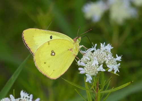 Clouded Sulphur