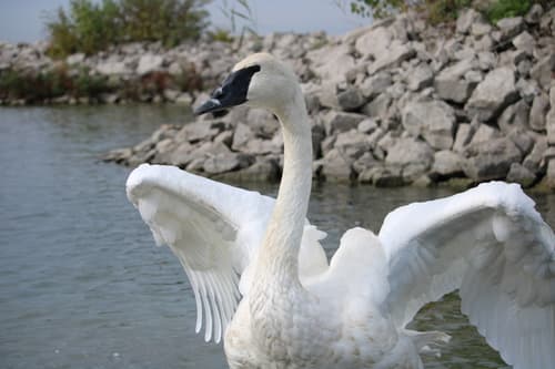 Trumpeter Swan