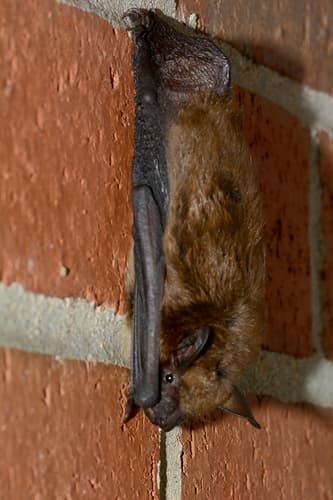 Big Brown Bat