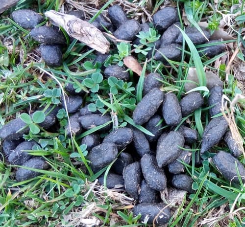 European Fallow Deer