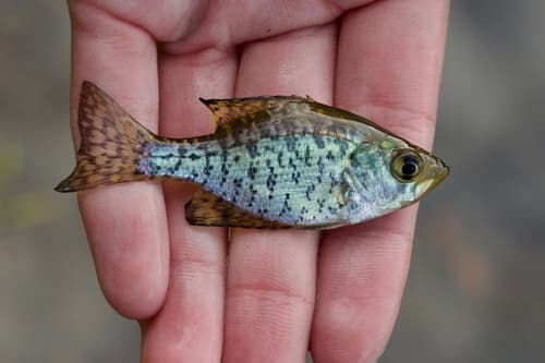 Black Crappie