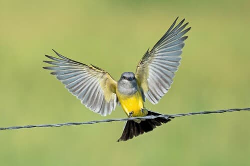 Western Kingbird