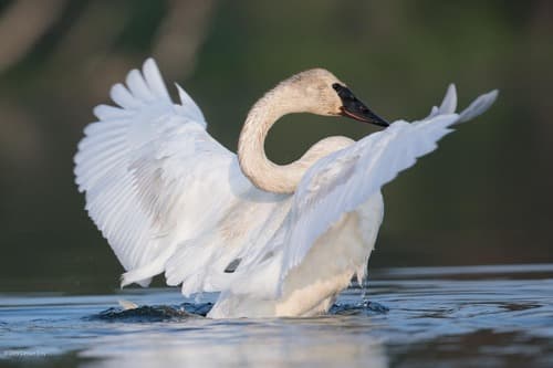 Trumpeter Swan