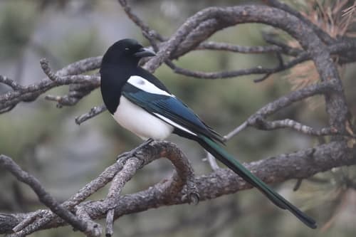 Black-billed Magpie