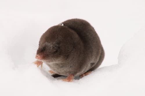 Northern Short-tailed Shrew
