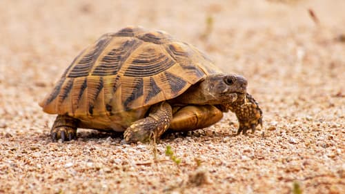 Hermann's Tortoise