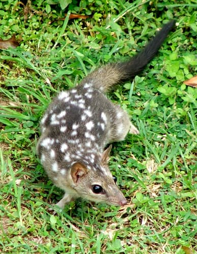 Northern Quoll