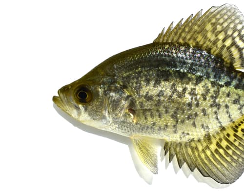 Black Crappie