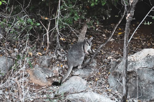 Western Short-eared Rock Wallaby
