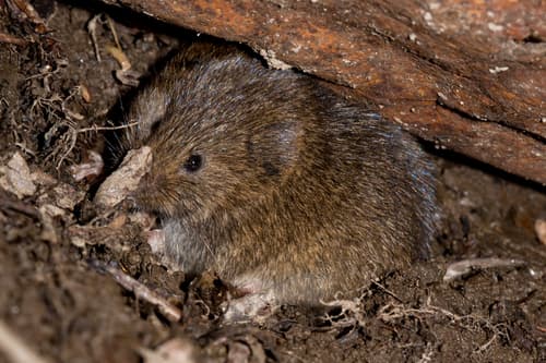 Eastern Meadow Vole