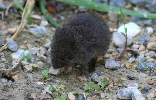 Eastern Meadow Vole