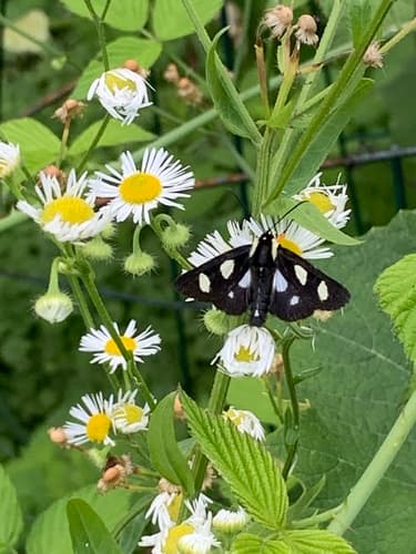 Eight-spotted Forester Moth