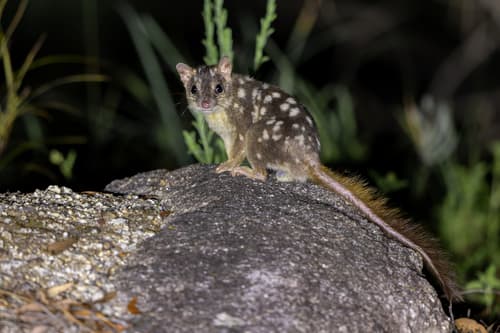Northern Quoll