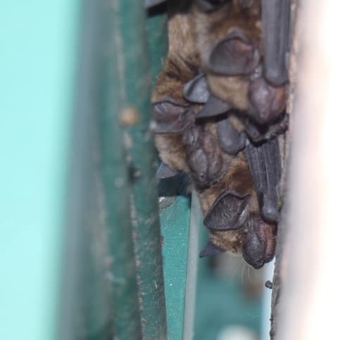 Big Brown Bat