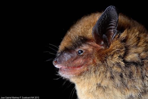Big Brown Bat
