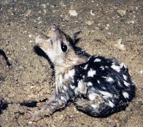 Northern Quoll