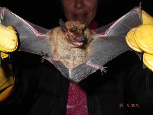 Big Brown Bat