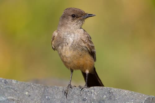 Say's Phoebe