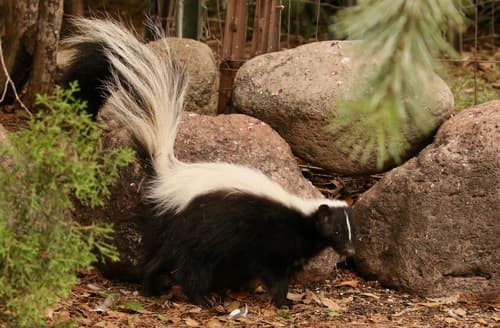 Striped Skunk