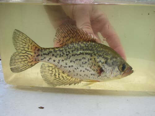 Black Crappie
