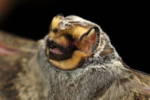 Northern Hoary Bat