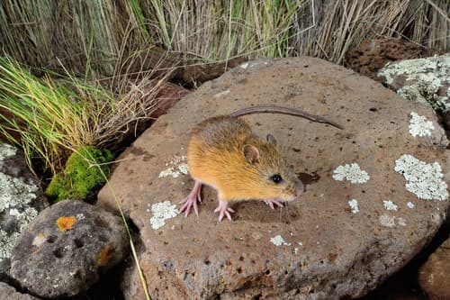 Northern Meadow Jumping Mouse