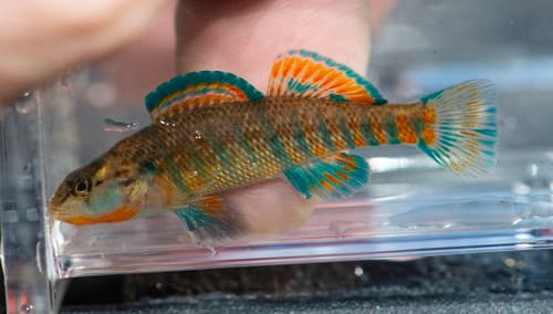 Rainbow Darter