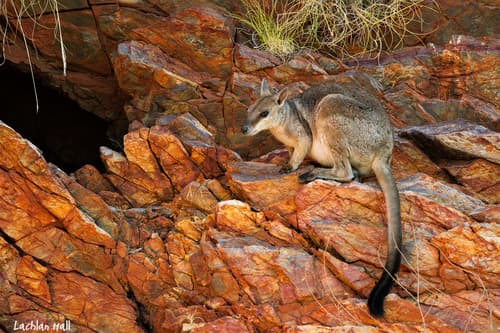 Western Short-eared Rock Wallaby