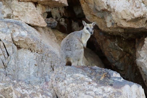 Western Short-eared Rock Wallaby