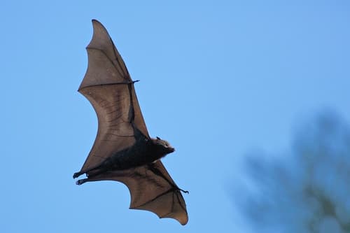 Black Flying-fox